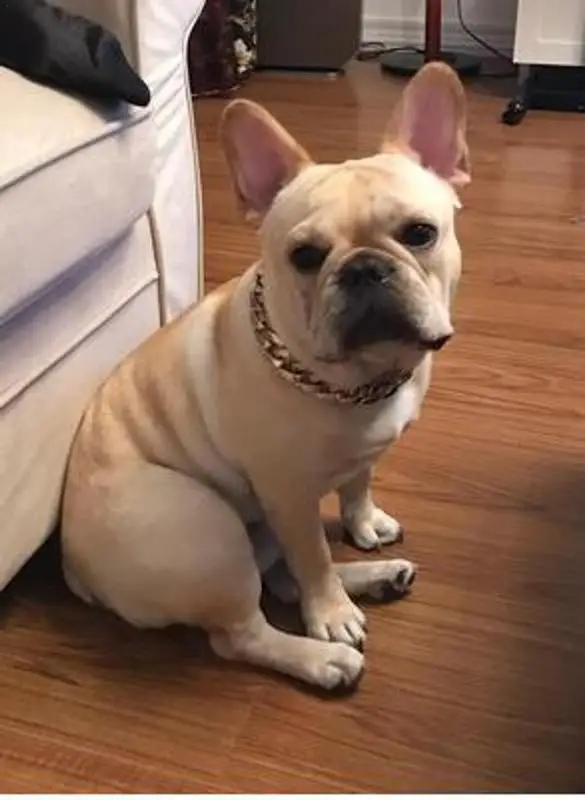 Cão Pequeno Lanche Cadeia De Pet Colar De Bulldog Francês Ajustável Moda Versátil Nicho De Metal Legal Coleira Do Animal De Estimação Acessórios Para Cães