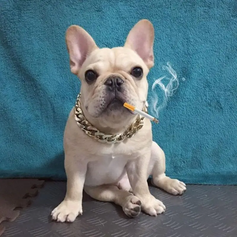 Cão Pequeno Lanche Cadeia De Pet Colar De Bulldog Francês Ajustável Moda Versátil Nicho De Metal Legal Coleira Do Animal De Estimação Acessórios Para Cães