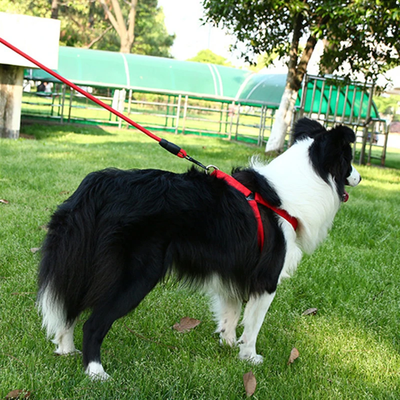 Trela do cão Chihuahua Chicote Coleira para Cão Pequeno Ajustável do Pé de Cachorro Acessórios para animais de Estimação Chicote Trela Conjunto